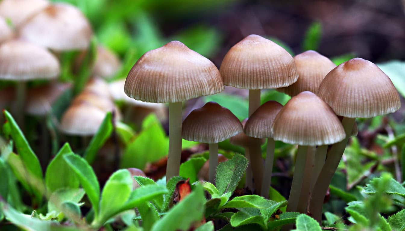 Mushrooms Benefits