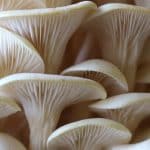 Mushrooms Benefits