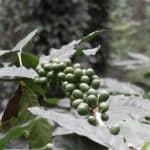 Araku Coffee Famous in The World