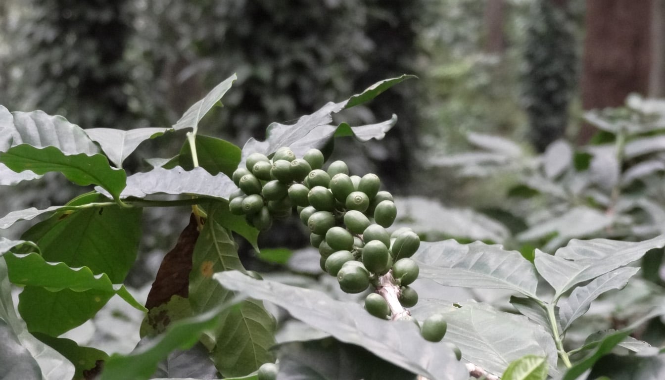 Araku Coffee Famous in The World